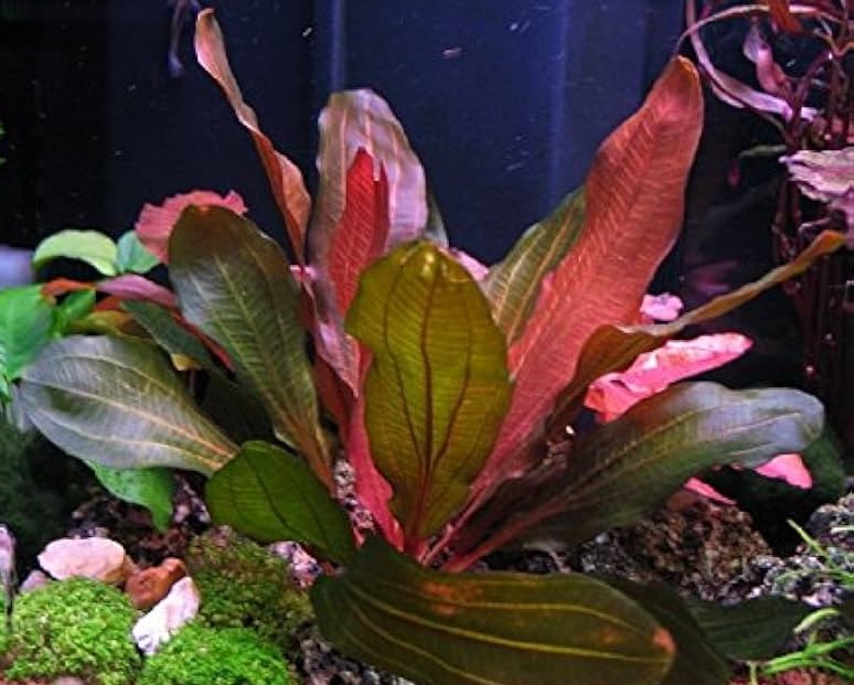 Echinodorus red spécial